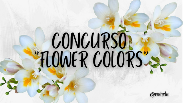 CONCURSO _FLOWER COLORS.png