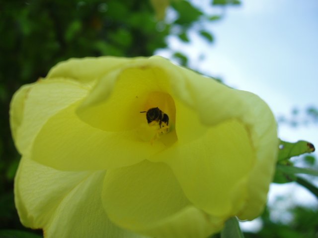 Queen Sirikit Park yellow flowers