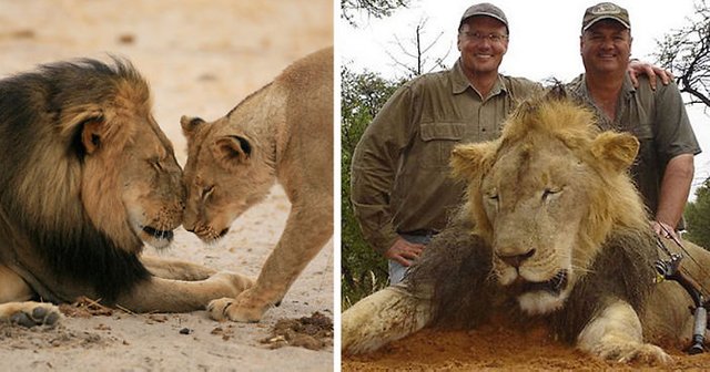 cecil-lion-illegal-hunting-internet-backlash-walter-palmer-zimbabwe-fb__700.jpg