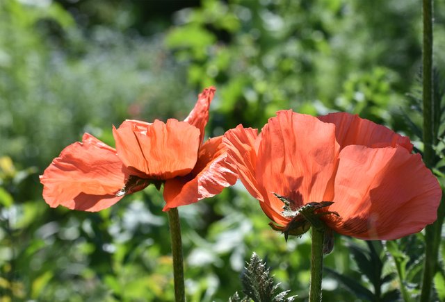 poppies big garden.jpg