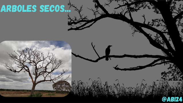 arboles secos.png