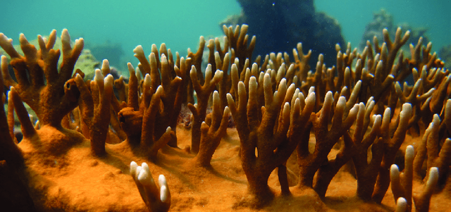 Figura-1-Colonias-de-coral-de-fuego-Millepora-alcicornis-en-un-arrecife-coralino-de.png