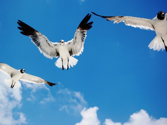 flying_birds.jpg