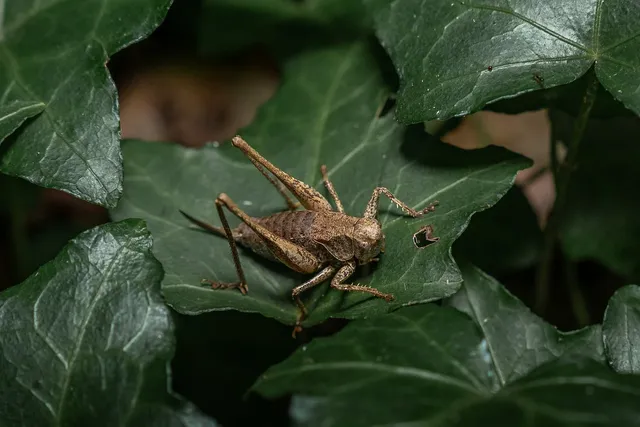 grasshopper-8230682_1280.webp