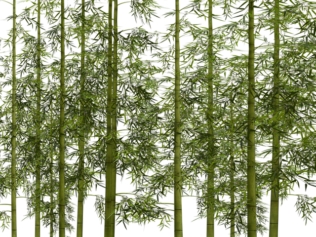 bamboo-1586310_960_720.png