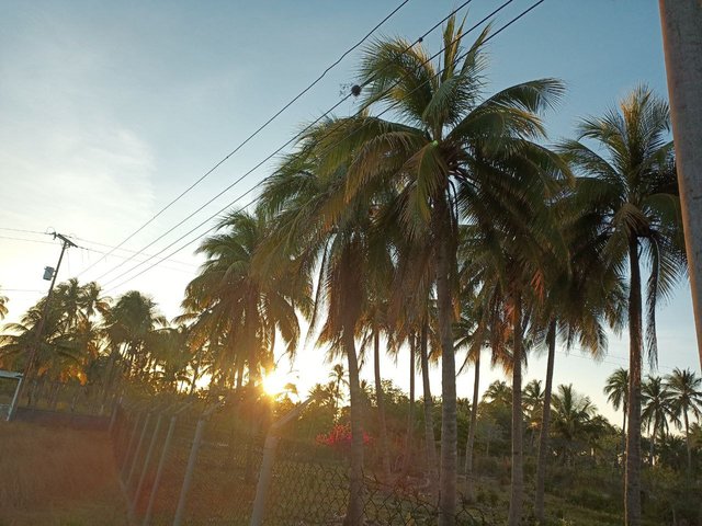 En las palmeras 2.jpg
