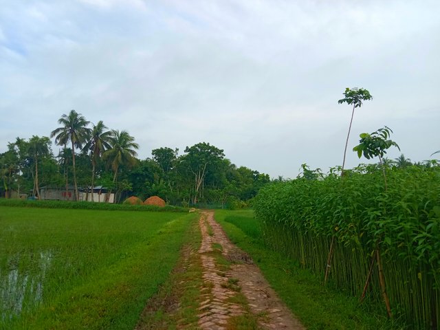 IMG_20250624_101251.jpg