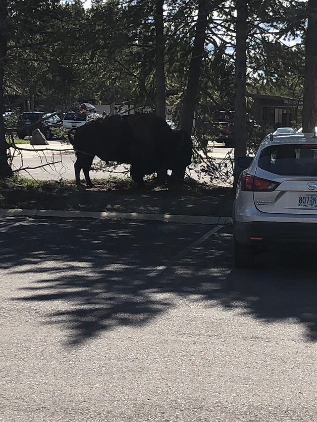 Buffalo Parking.jpg