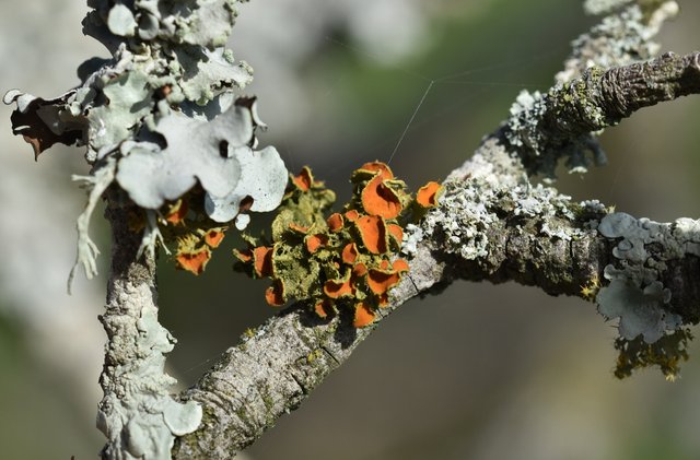orange lichen cork 1.jpg