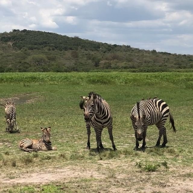 zebra.jpg