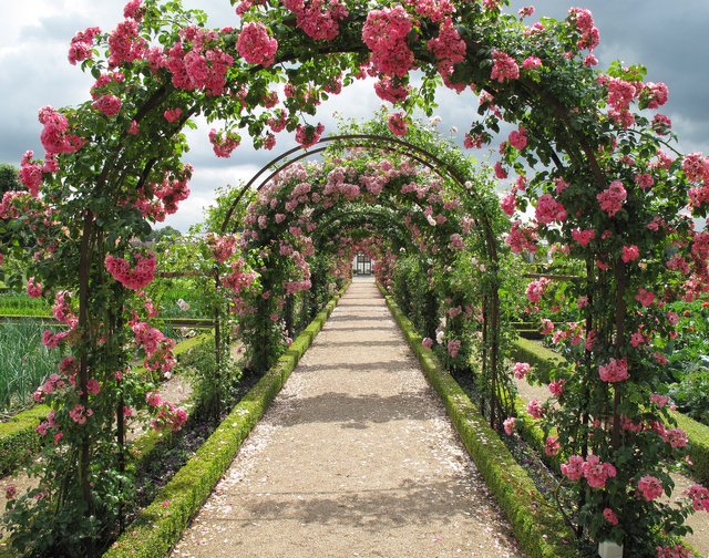 roses-g246e67ff6_1920.jpg