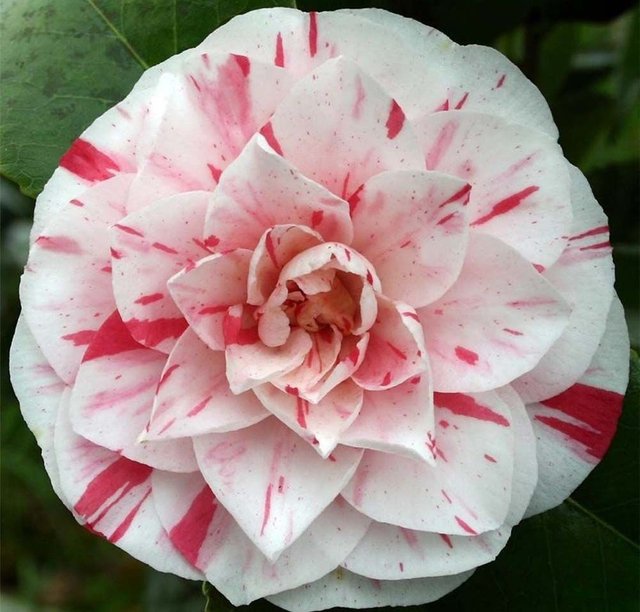 Camelia Japonica Bonomiana 001.jpg