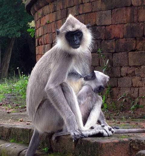 tufted-gray-langur.jpg