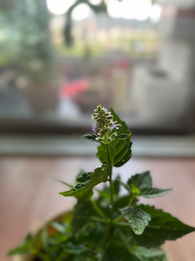 IMG_7511 2.jpeg