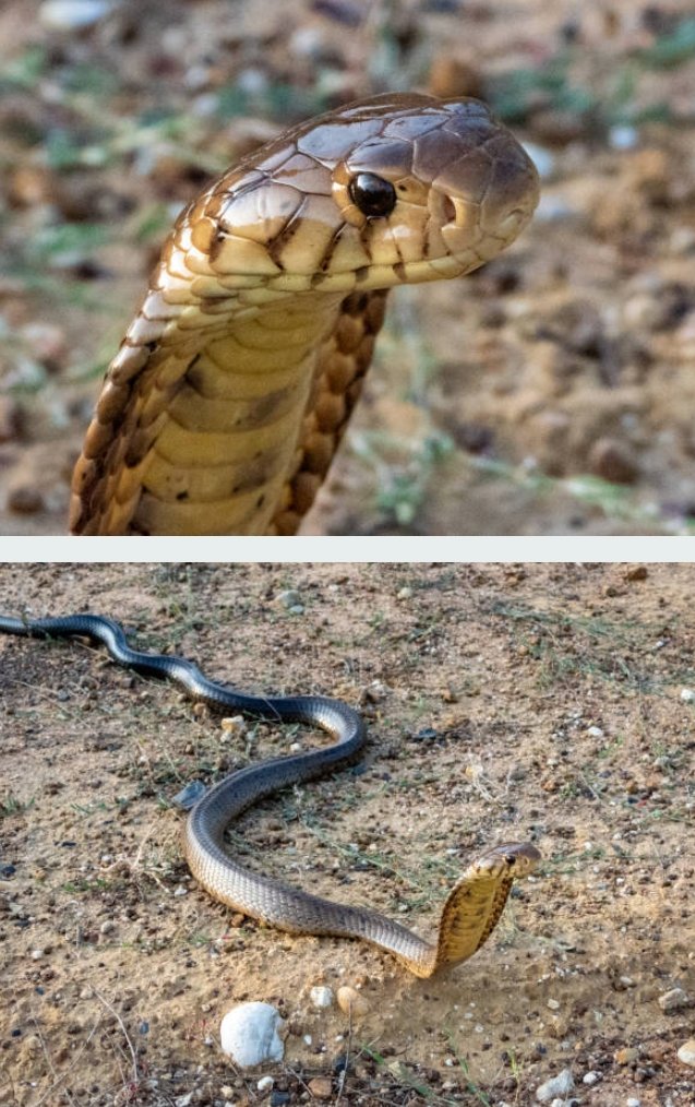 King Cobra Snake (3).jpg