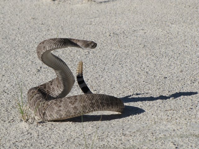 western-diamondback-rattlesnake-1929358_960_720.jpg