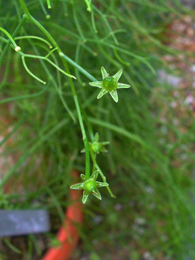 Bowiea_volubilis_002.JPG