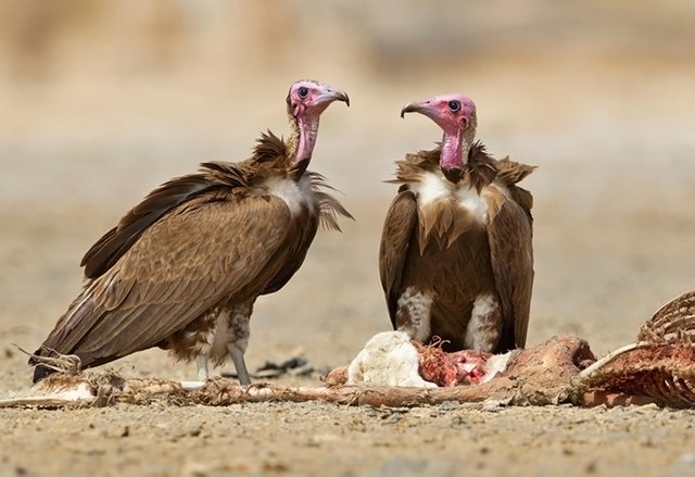 Hooded-Vulture.jpg