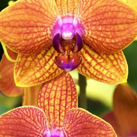 orchids.webp