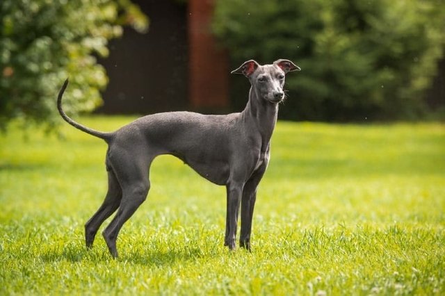 Italian-Greyhound_Alexandra-Morrison-Photo_Shutterstock.jpg