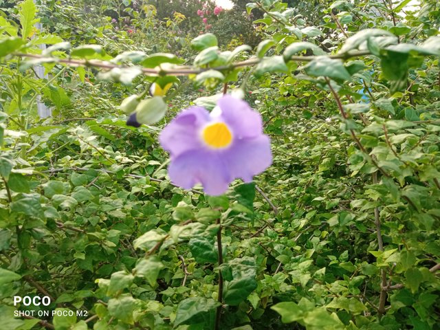 IMG_20250605_180405.