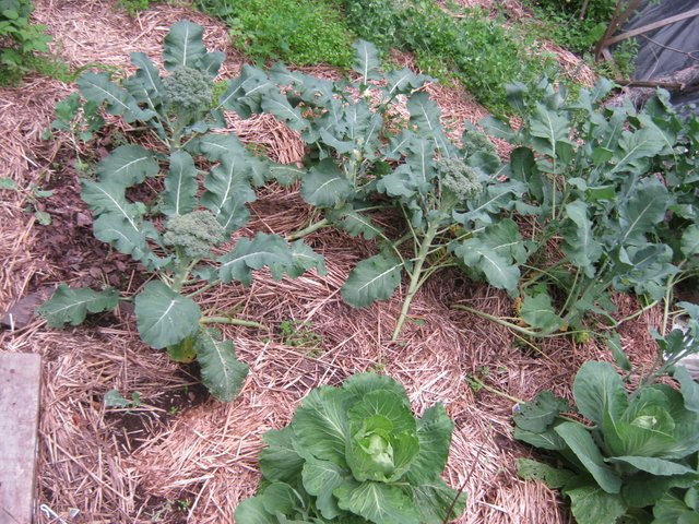 good heads of broccolli and cabbage starting to head.JPG
