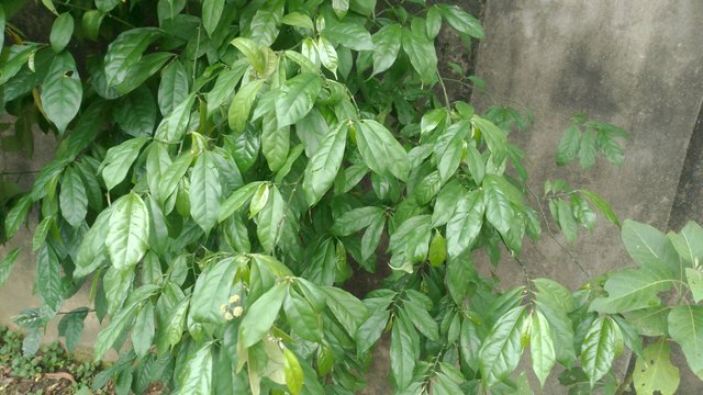 IMG_20250615_155100.jpg