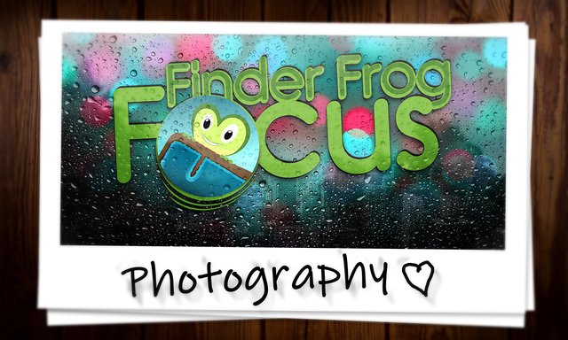 Finder Frog Cover on Photography