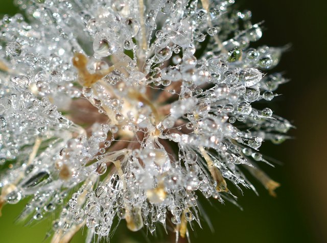 fluffy seeds waterdrops macro 2.jpg