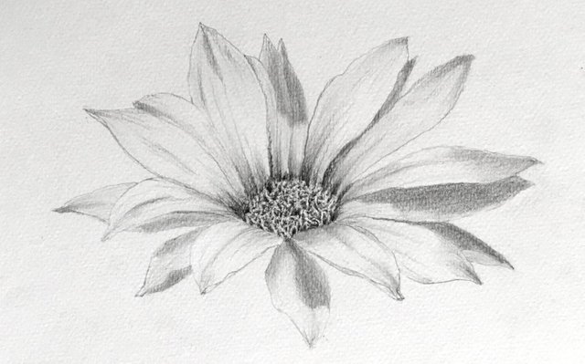 gazania-flower-pencil-drawing.jpg