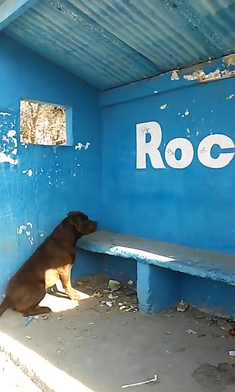 perro-muro-azul-30-05-2018.jpg