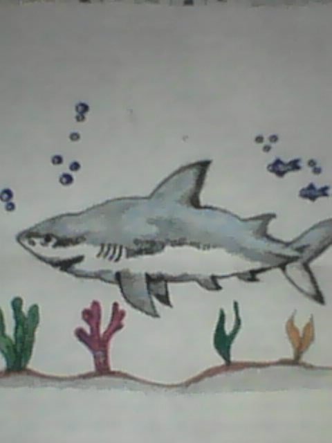 IMG0509A.jpg