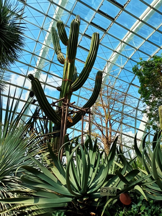 Organ pipe cactus.jpg