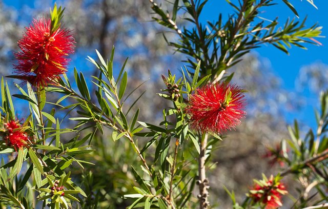 6869527325-alice-springsred-bottlebrush (FILEminimizer).jpg