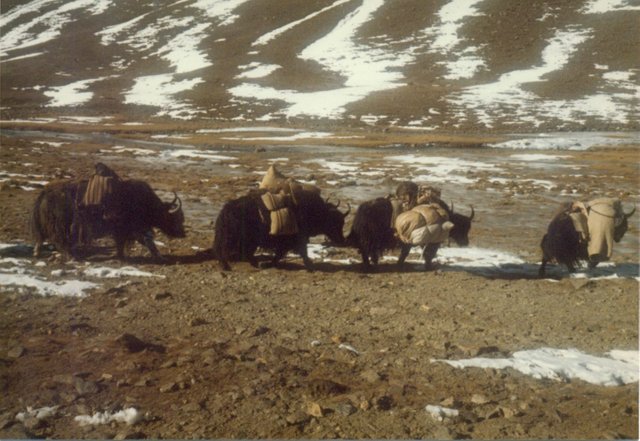 yak caravan 2.jpg