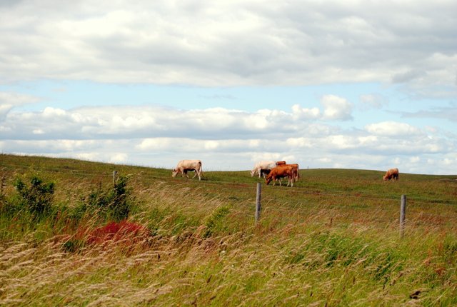 cows-on-the-meadow_5873534172_o (FILEminimizer).jpg