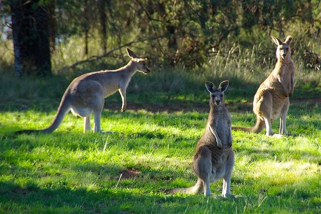 kangaroos-340287_640.jpg