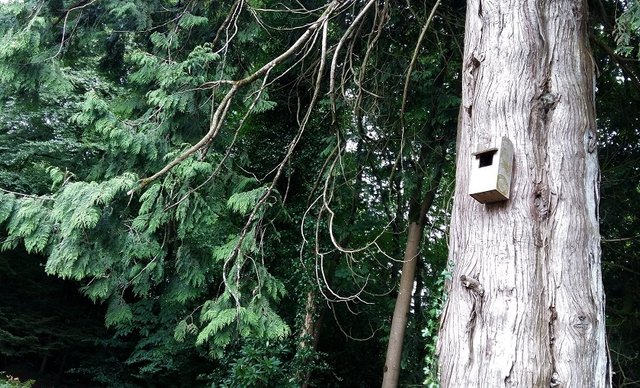 tree bird box.jpg