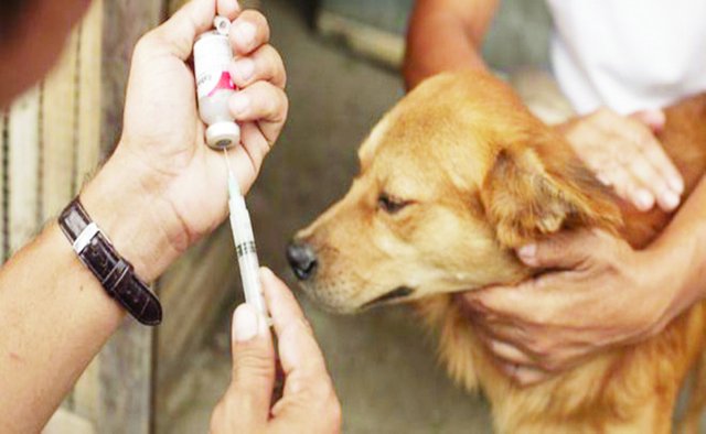 Rabies Vaccine Dose for Dogs.jpg