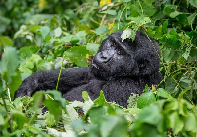 Top Tips for Gorilla Tracking Uganda.jpg