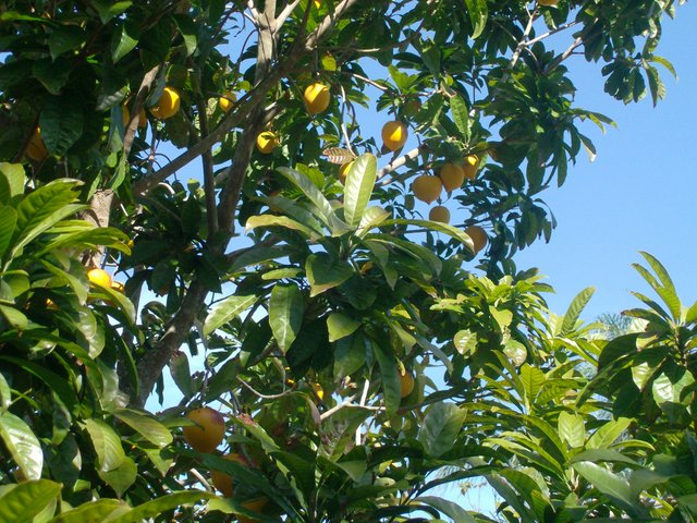 lucuma-in-tree.jpeg