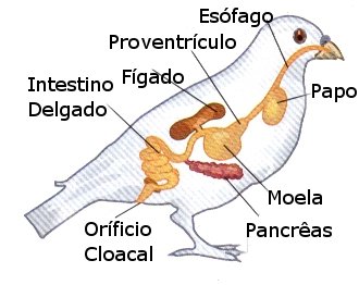 SISTEMA DIGESTIVO CODORNIZ 2.jpg