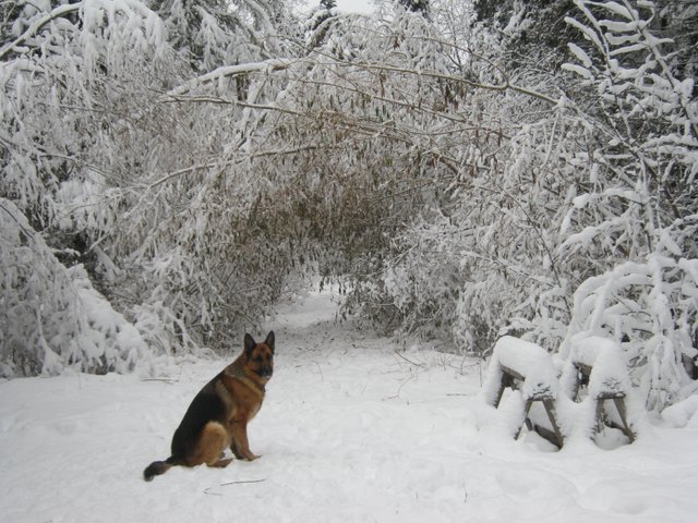 Bruno sitting in front of willow tunnel.JPG