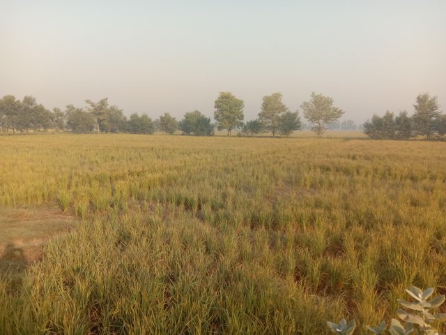 IMG_20251016_074548.jpg