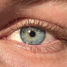 220px-A_close_up_of_a_blue-green_human_iris_(with_visible_freckle)..jpg