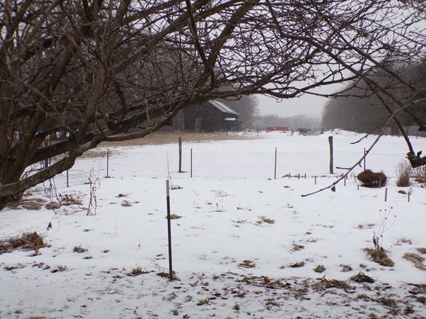 Snow and the Big garden crop January 2020.jpg