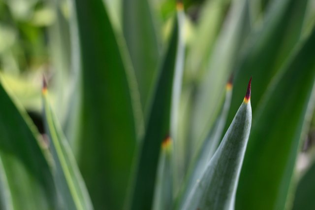 agave-aloe-close-up-579472.jpg