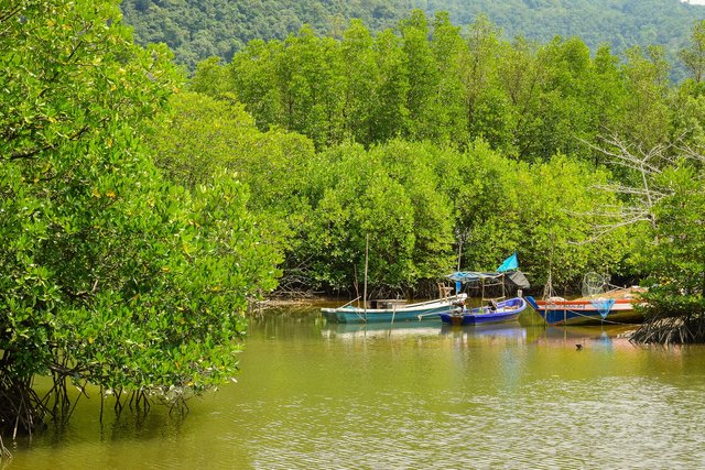 Pengertian, Fungsi, dan Manfaat Hutan Mangrove.jpg