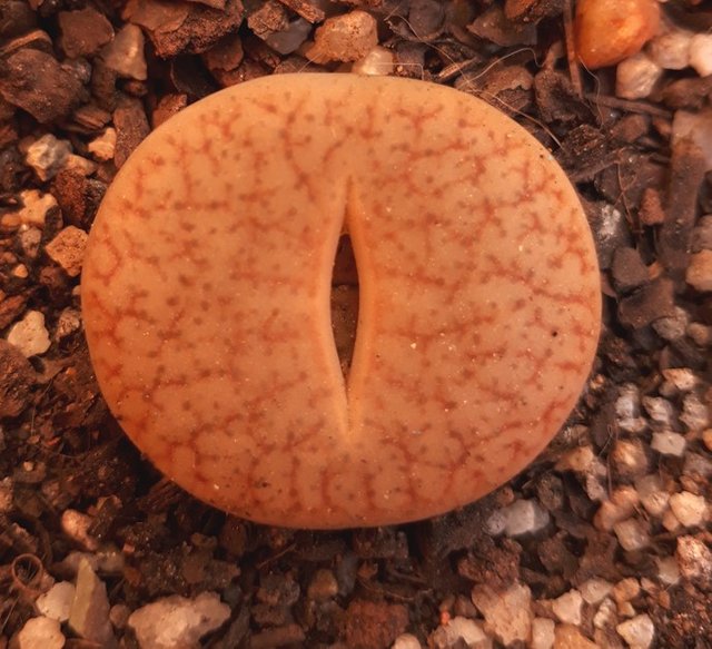 lithops1.jpg