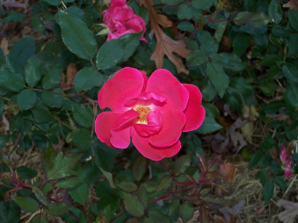 Big rose - flower2 crop October 2019.jpg